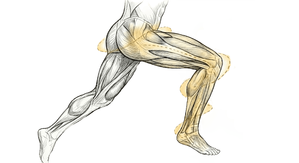 Anatomische Illustration — Hüfte und Knie Muskulatur